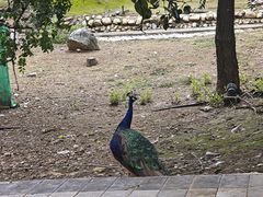 -丽泽山庄·生态怀柔菜·虹鳟鱼(红螺寺店)