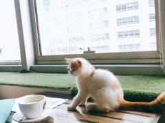 -Cappucimeow猫咪咖啡馆(韦伯时代店)