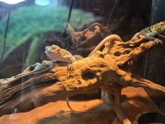 -正佳雨林生态植物园