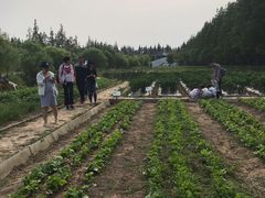 -前小桔亲子创意农场·草莓采摘·露营烧烤