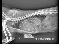 -贝利宠物医院·骨科·眼科·肿瘤转诊中心(南坪诊疗中心)