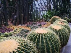 -深圳仙湖植物园