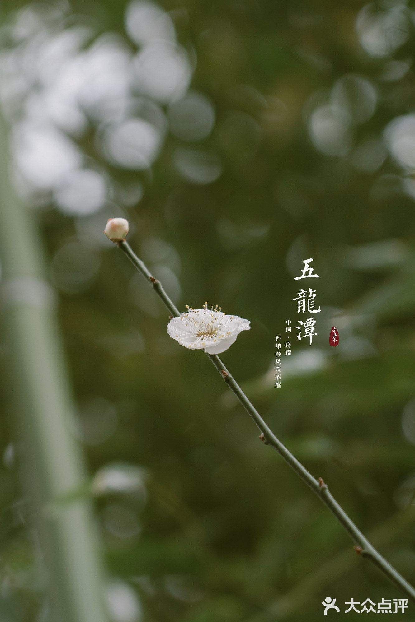 济南三月赏花指南丨五龙潭