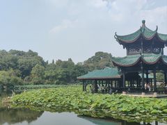 -桂湖森林公园