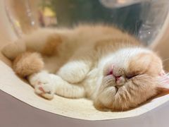 -猫域·湾主题猫咖·宠物吧(南坪城市广场店)