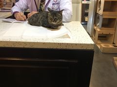 -宠爱国际动物医院·消化内科·心肾内科·ISFM猫友好(望京店)