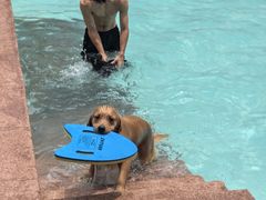 -帕帕拉兹宠物(亚洲旗舰店)