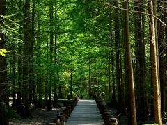 -桤木河湿地公园