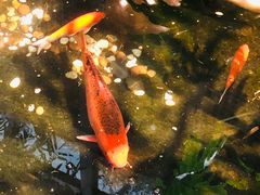 -聚缘堂·海鲜私房菜(松岭路店)