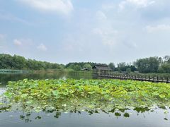 -溱湖国家湿地公园