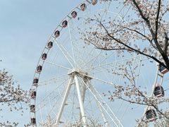 -顾村公园