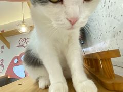 -喵园·猫主题咖啡厅·撸猫·猫咖(国贸店)