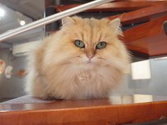 -豆逗聊愈猫阁Easy Life