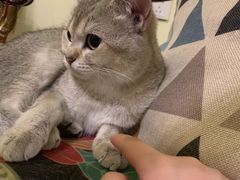 -猫色咖啡·猫咖