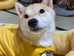 -逗柴咖啡屋·狗咖猫咖宠物桌游