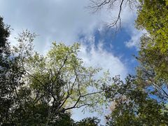 -普洱太阳河森林公园