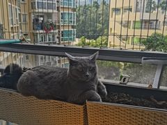 -瑞鹏宠物医院·骨科·猫科·内科(第一中心)