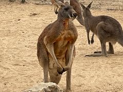 -北京野生动物园