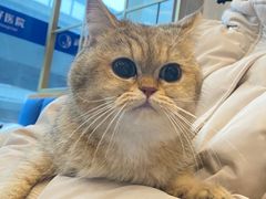-伟伟宠物医院·瑞派猫友好医院·猫科(光谷店)