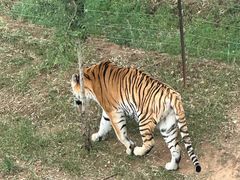 -青藏高原野生动物园