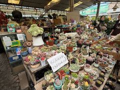 -曲阳花鸟市场(曲阳路店)