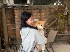 -柴犬高等学院·狗咖·柴犬售卖·宠物训练