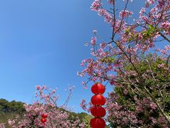 -广州市帽峰山景区