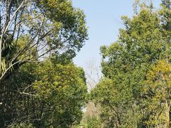 -上海海湾国家森林公园