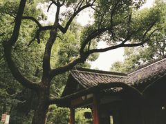 -中国茶叶博物馆(双峰馆区)