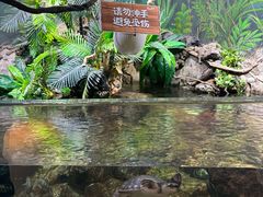 -萌宠奇缘
