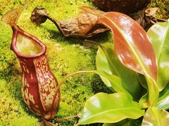 -国家植物园南园