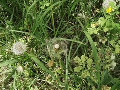 -遵化市禅林寺古银杏风景园