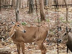 -清迈夜间动物园