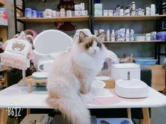 -十年猫舍·猫咪专门店(普陀店)
