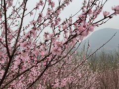 -南京老山国家森林公园