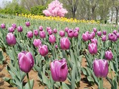 -北京国际鲜花港