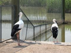 -盐城丹顶鹤湿地生态旅游区