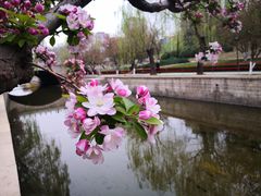 -海棠花溪(元大都城垣遗址公园)