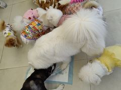 -怪兽屋·羊驼·猫咖·狗咖(俊华广场店)