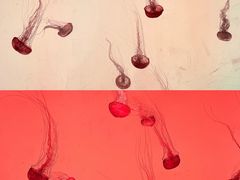 -沈阳海洋探索中心