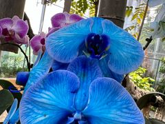 -北京植物园-展览温室