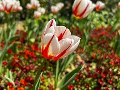 -吉姆丽德乡村西餐厅(闵行交大店)