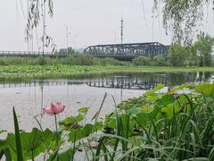 -荷塘月色湿地公园·向阳花洲