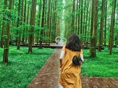 -黄海国家森林公园