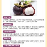 山竹，被誉为“水果之后”，是热带地区的瑰宝
