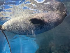 -上海海洋水族馆