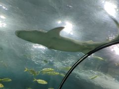 -苏州海洋馆