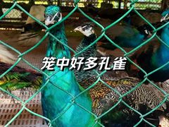 -西双版纳原始森林公园