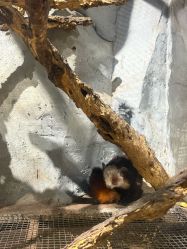 -Zoolung Zoolung动物主题公园(海信广场店)