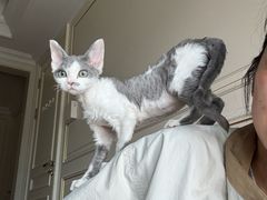 -Bastet sally猫舍购宠(静安店)